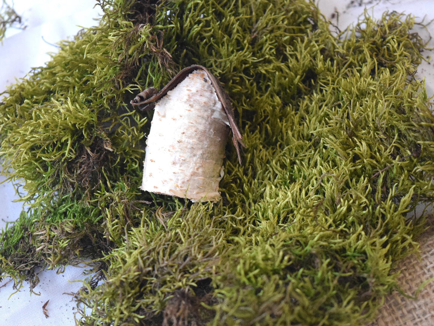 Decorative Birch Birdhouse