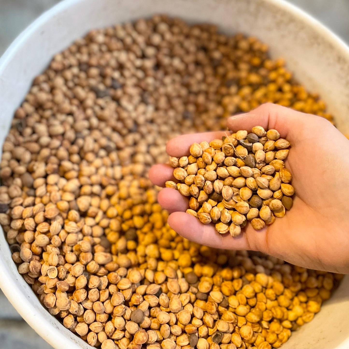 Natural Cherry Pits for Crafts